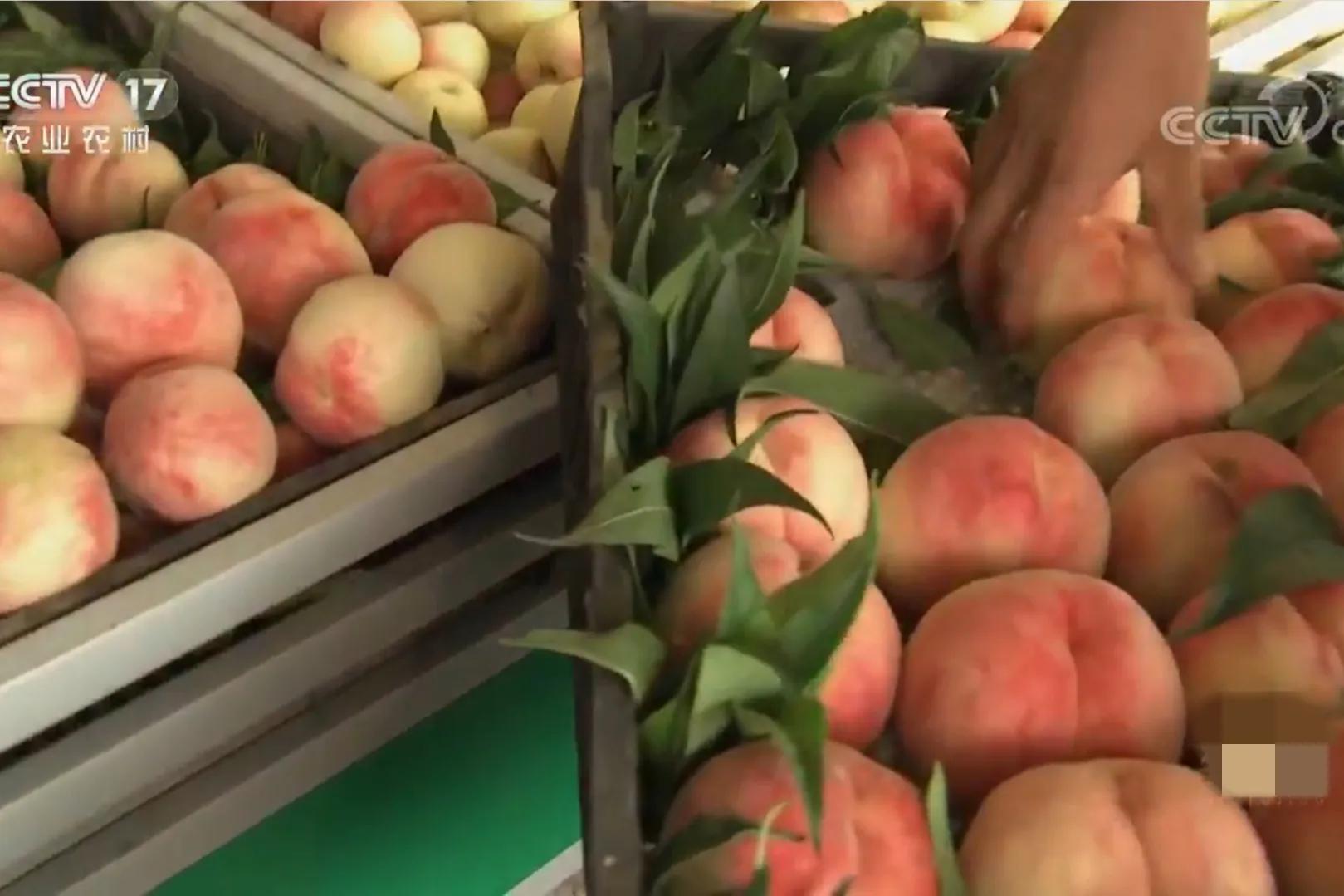 男子承包山区种植作物,90后回家创业承包50亩果园