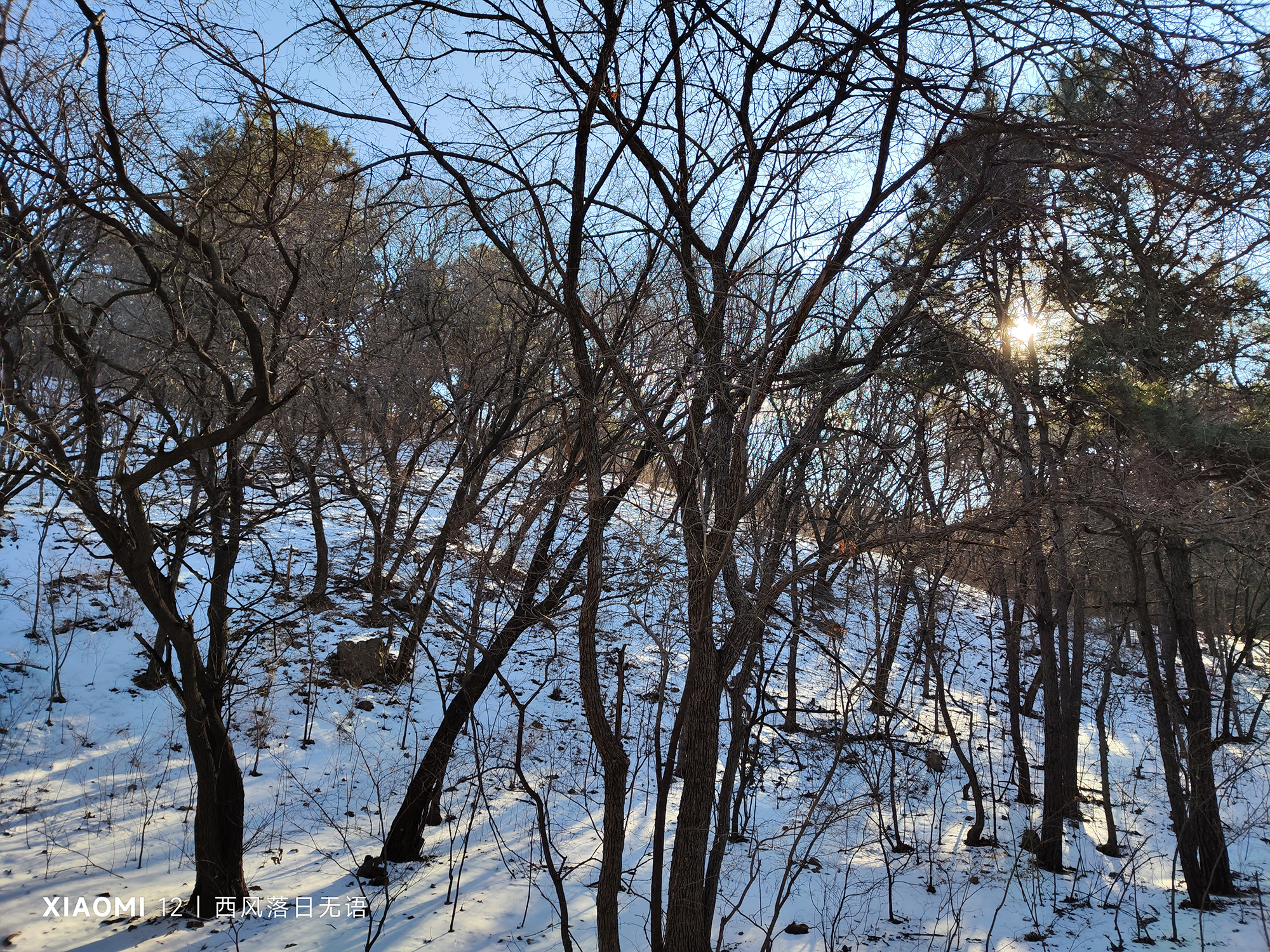 小米12值得现在入手嘛,小米12哪个更值得入手