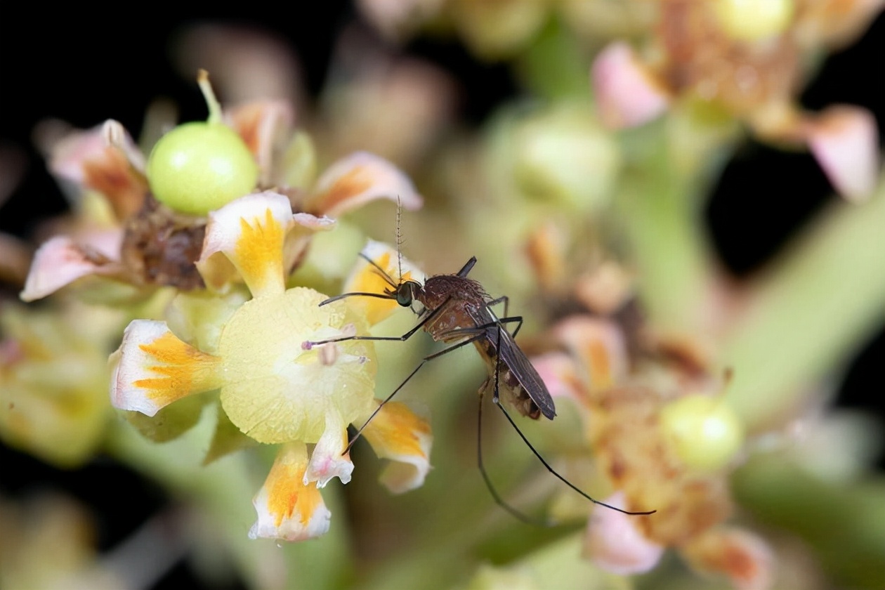 为什么一群人中蚊子偏偏咬你,一群人里面蚊子为什么只爱咬一人