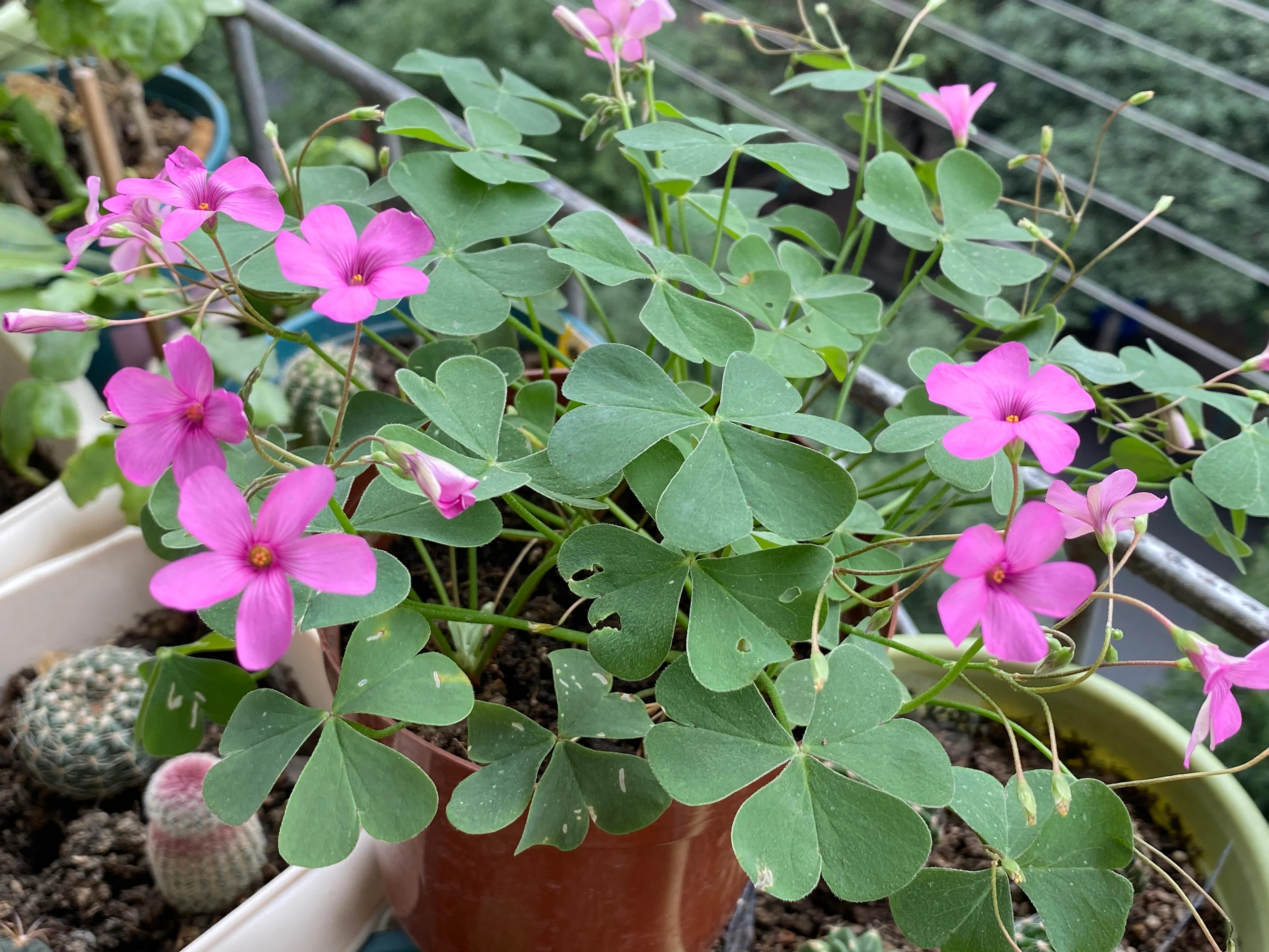 酢浆草断根还可以活吗,酢浆草治病验方