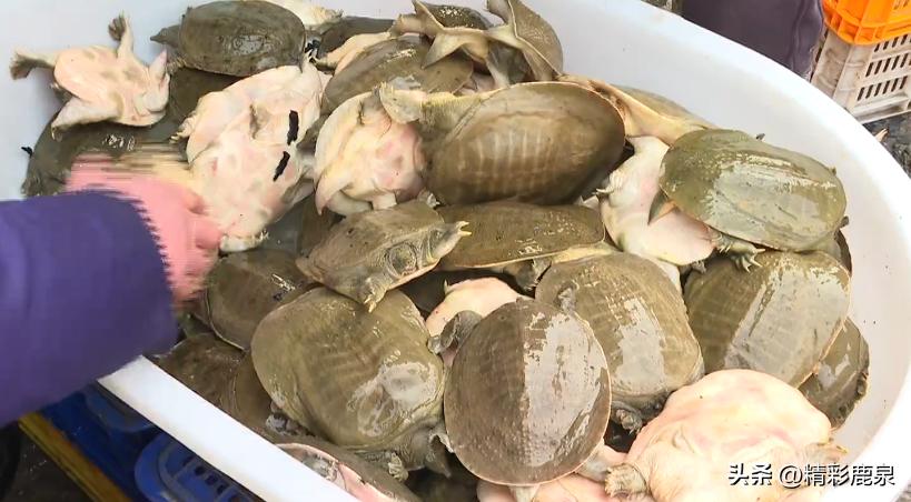 山海湖生态甲鱼养殖基地,河北石家庄甲鱼养殖