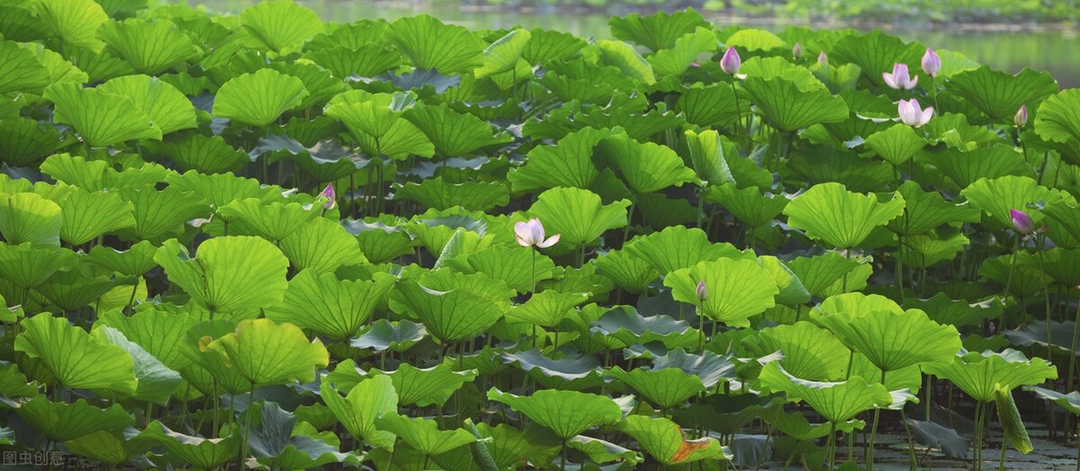 空调扇比空调更省电费吗,空调扇比电风扇好吗