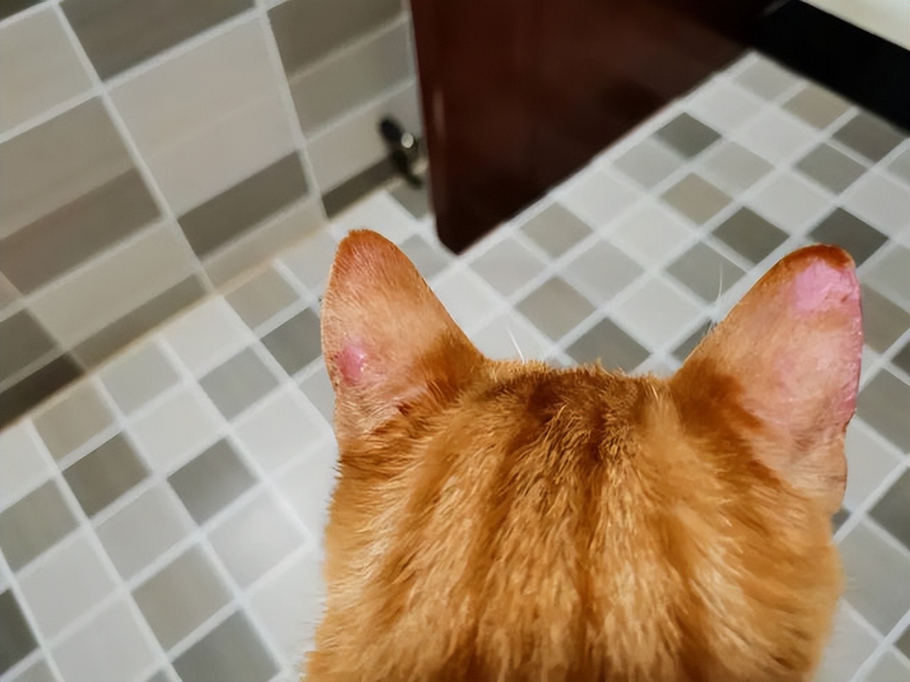 猫癣就一定是猫癣吗,猫癣一定是很多处的吗