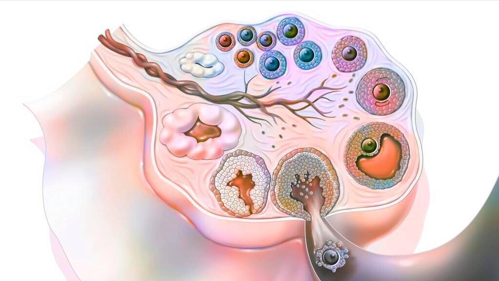 黄体破裂是外界刺激后马上破裂吗,黄体破裂较脆弱