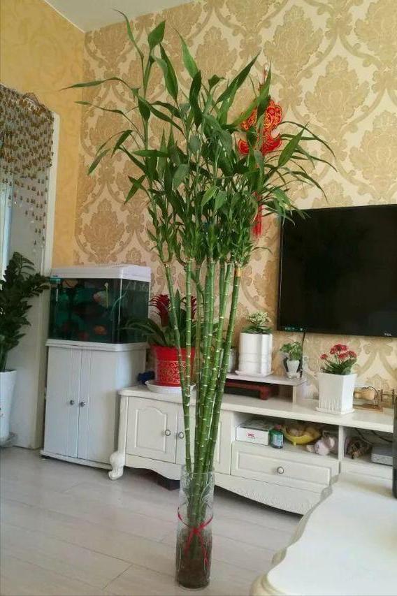 办公室水培富贵竹一般养几根最好,水培富贵竹养几根才最好吉利