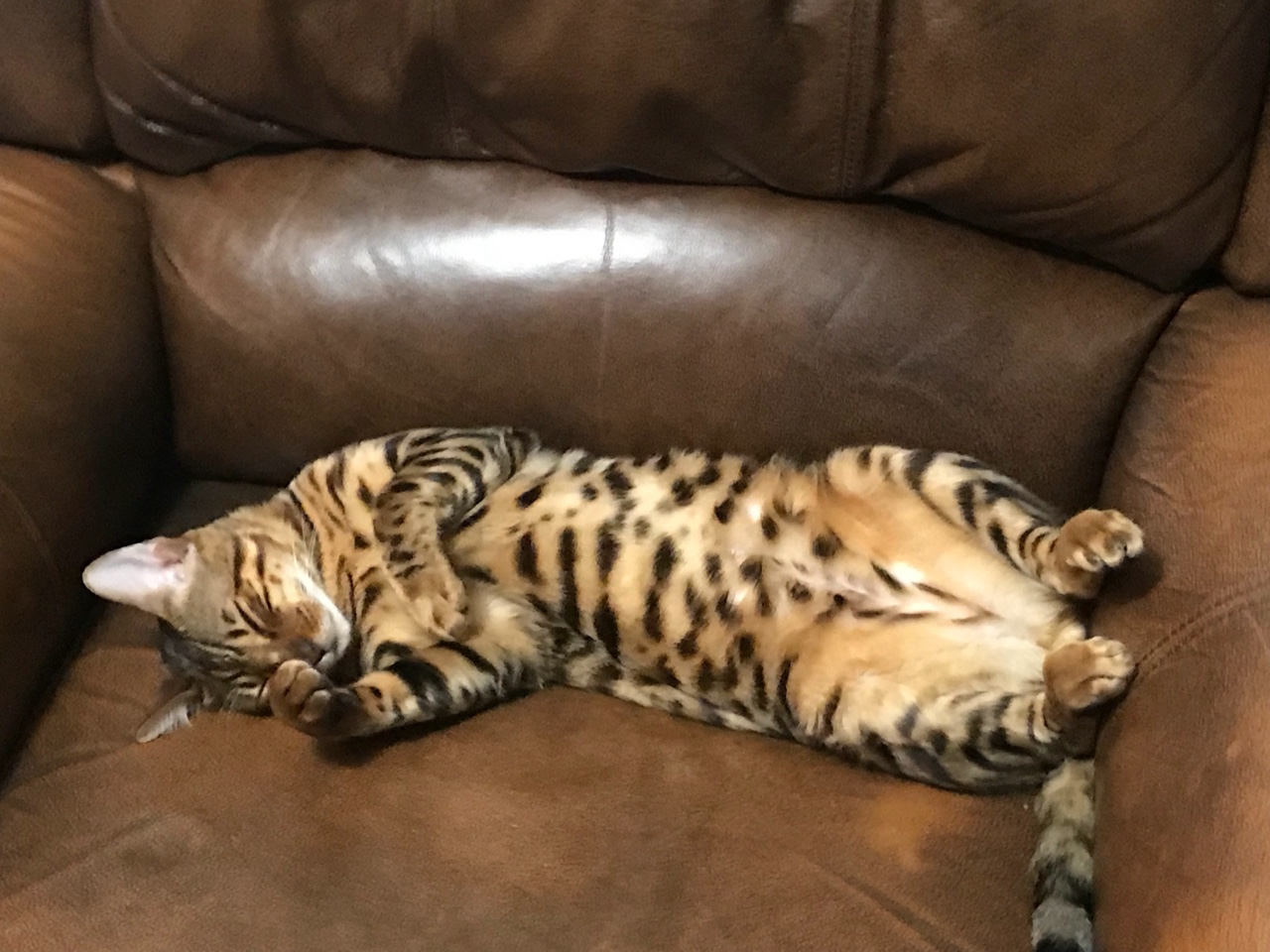 猛兽危险！“石虎”现身广东，外貌像极家猫，常被人误当猫咪饲养