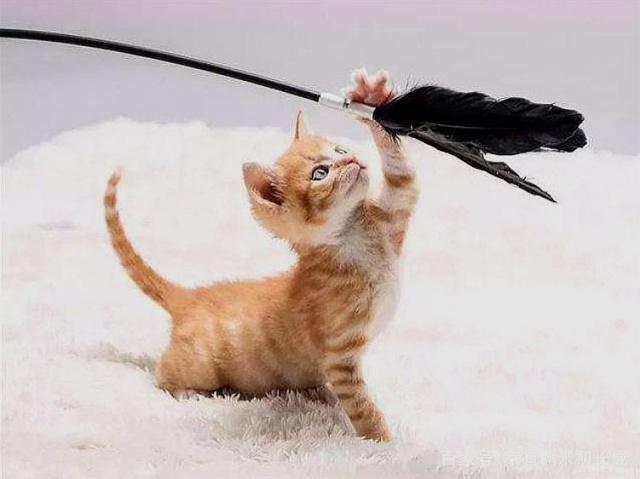 想养猫如何克服对猫的恐惧,养了猫之后越来越讨厌猫