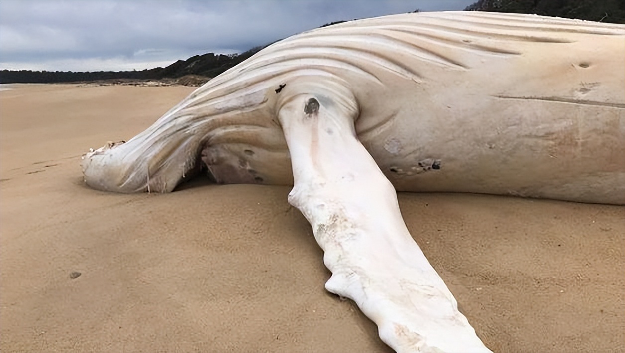最神秘的鲸鱼铲齿中喙鲸,最神秘的喙鲸