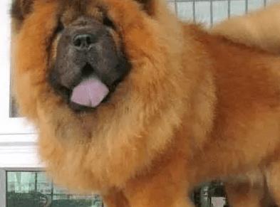 松狮的驯养方法,饲养松狮应该注意哪几点