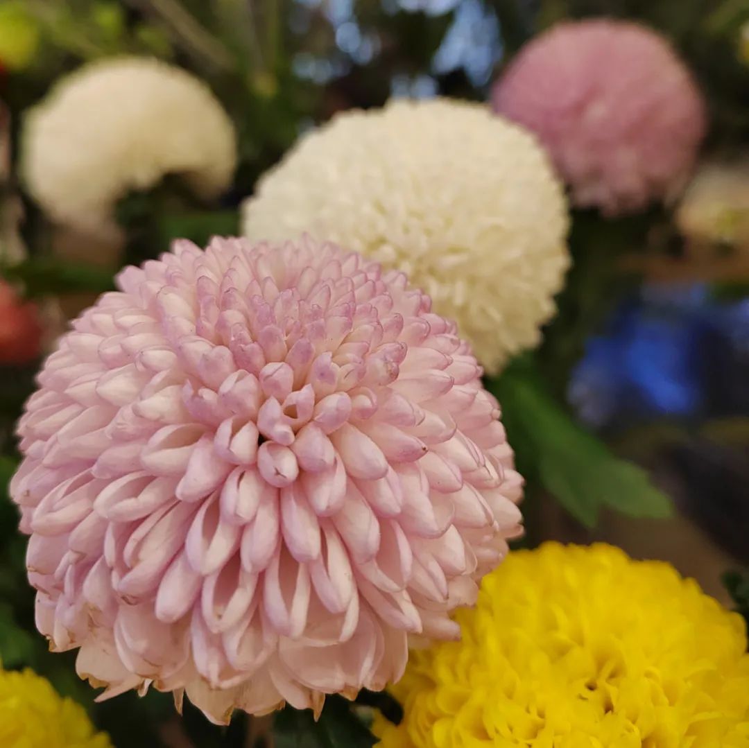 荣耀60pro好用吗,荣耀60pronova9pro