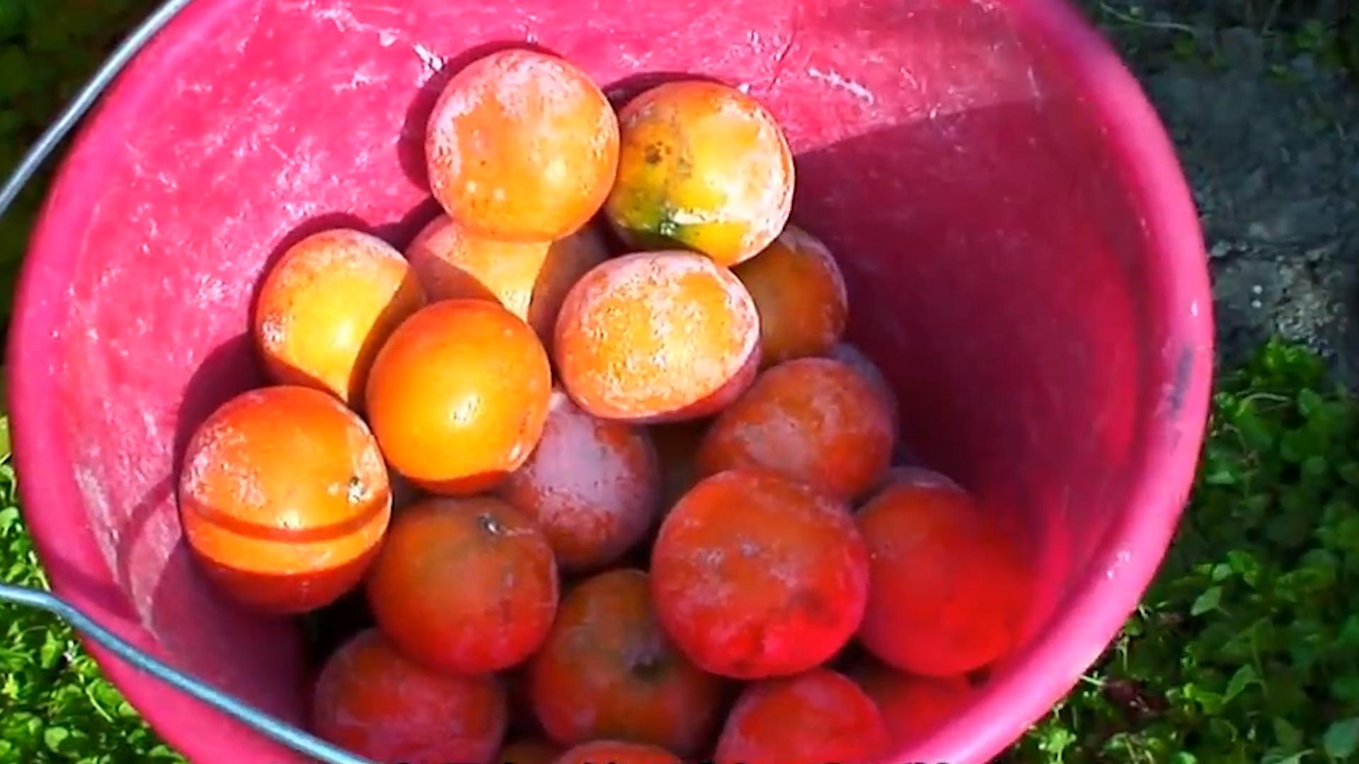 台湾水果滞销10万斤,茂谷柑销量