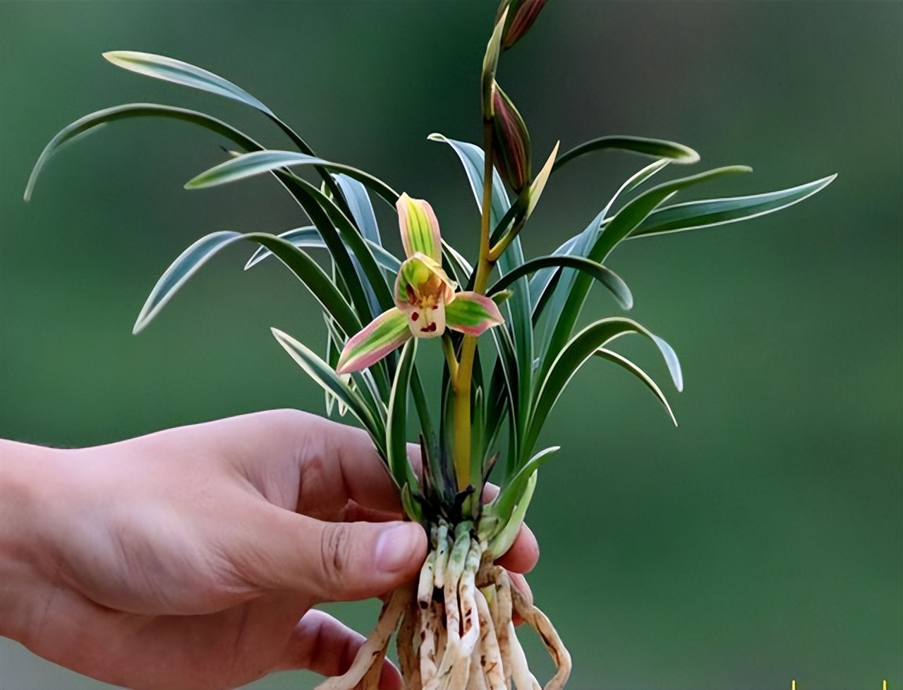 好养又香又便宜的金边兰花品种,顶级矮种金边兰花