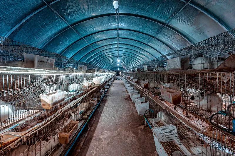 什么宠物对纯素食者最好,好养且可以食用的宠物有哪些