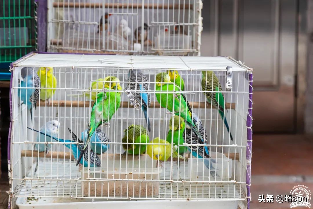 广州清平市场哪家好,清平市场攻略