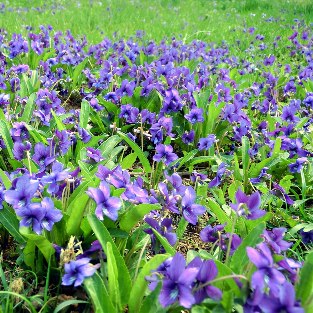 视觉盛宴五种赏花名花供您选择,春天十种最美的花介绍