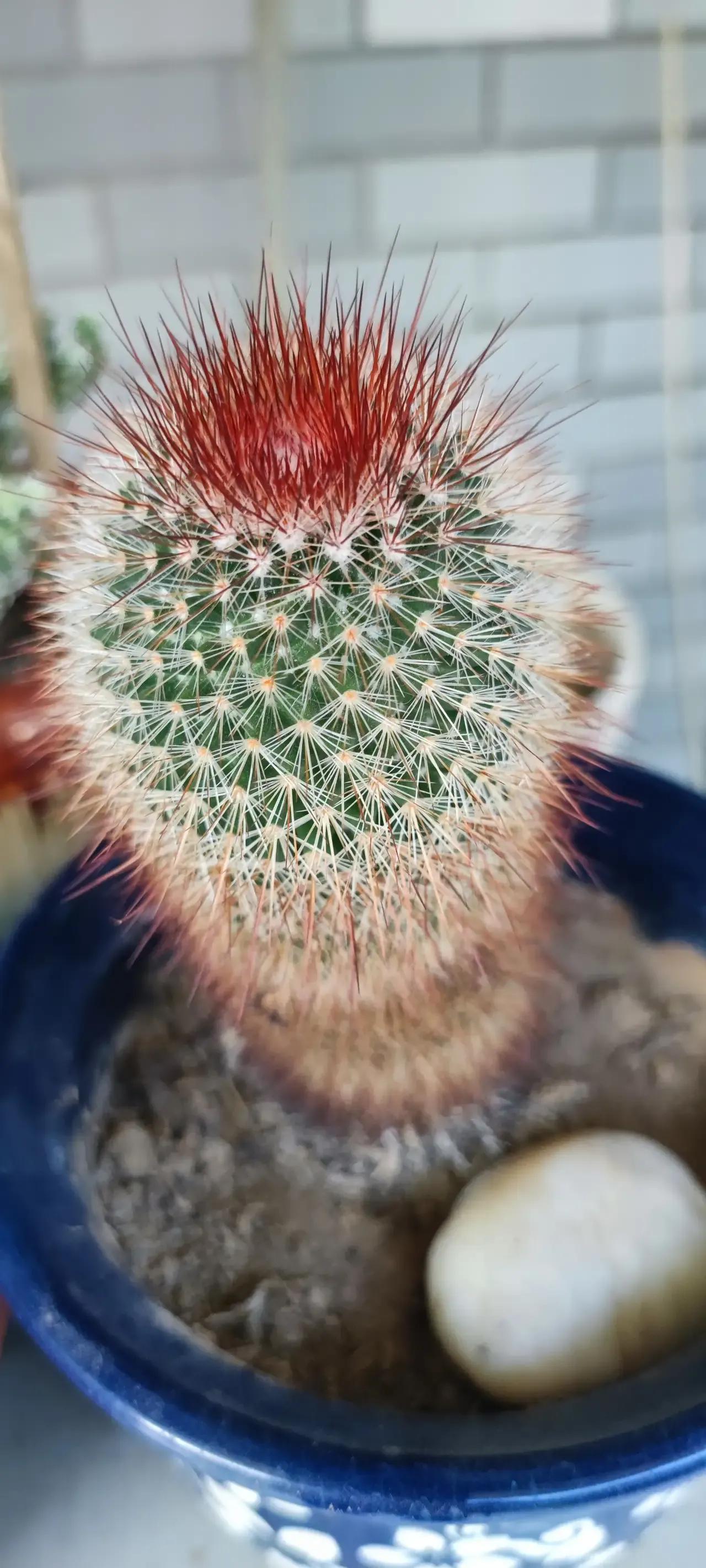 层云仙人球,仙人球开花