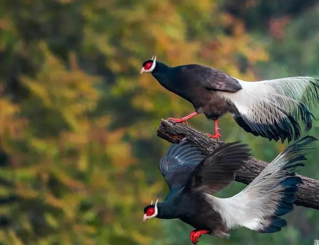 陕西农村出现巨型怪鸟,巨型鸡长500斤