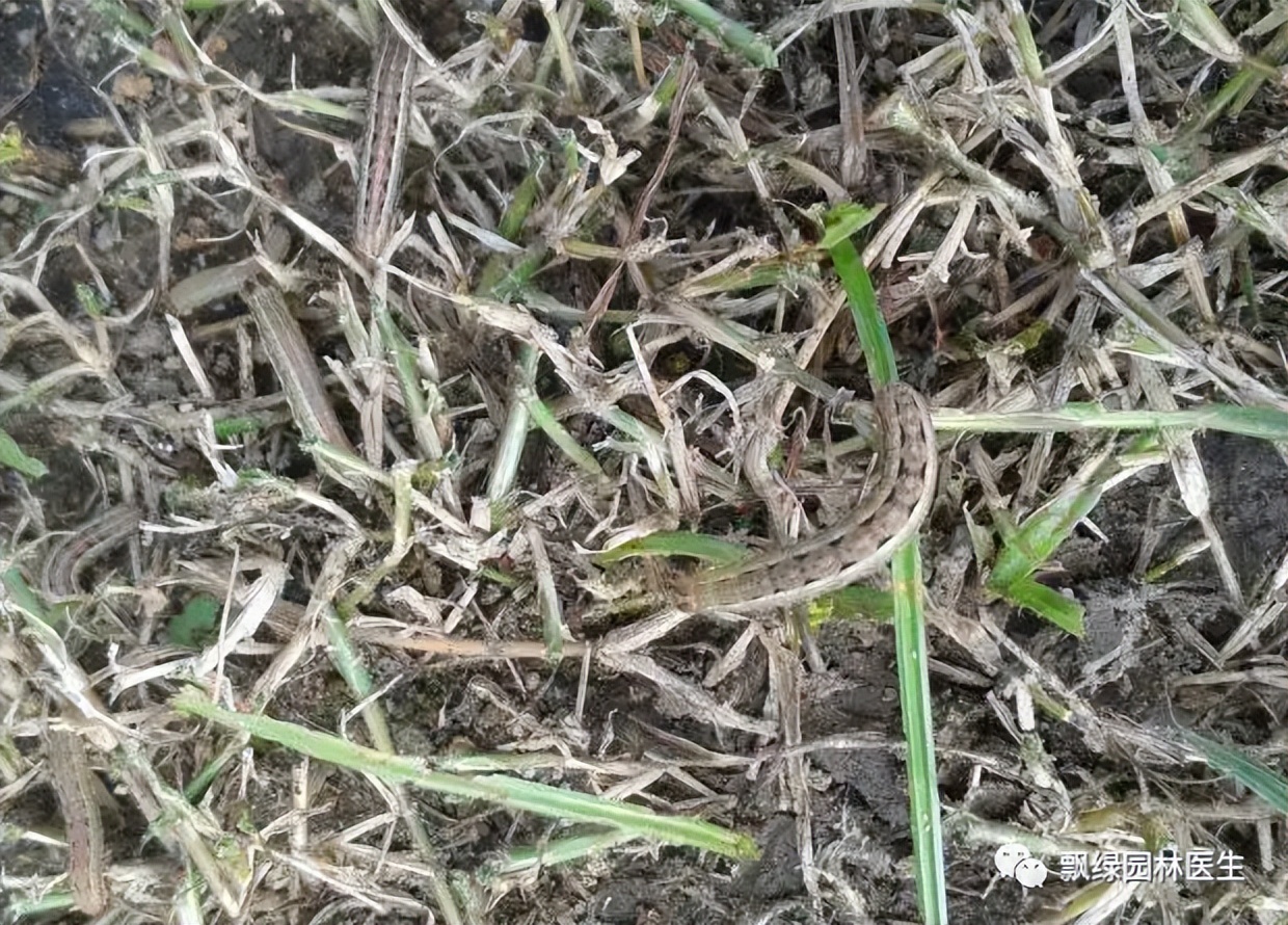 草坪发黄发枯是什么原因,草坪出现枯黄病怎么治理