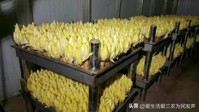 10个农业致富项目据说很靠谱,农业种植致富项目有什么