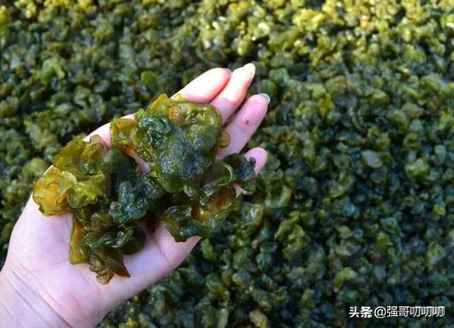 地皮菜农村叫什么菜,天然野生地皮菜