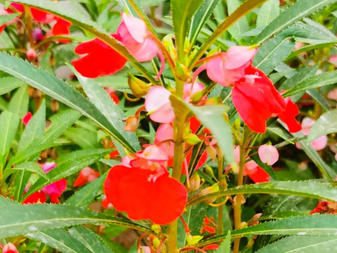 姿态优美奇异，这朵“赛凤凰”的花带给童年的三大乐趣，你有过吗