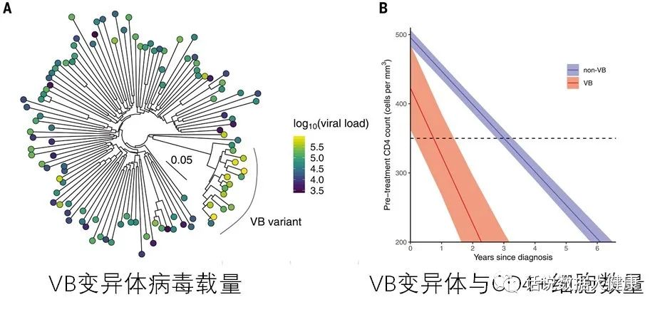 丙肝病毒感染可以治愈，艾滋病治愈还远吗？