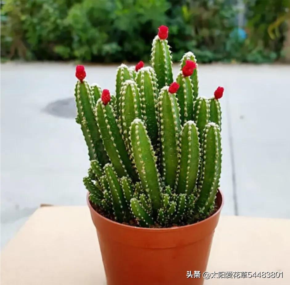 再买多肉，一定坚持5不选，不是误导，是过来人的经验教训