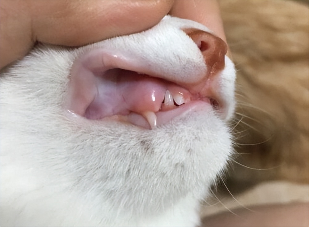 猫咪这几天食欲不好怎么办,猫咪食欲变得特别差怎么办