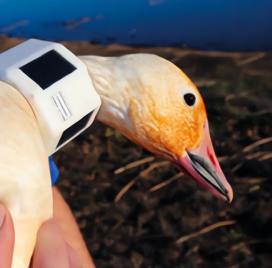 郑州禽病检测实验室,禽病监测诊断技术原理与方法视频