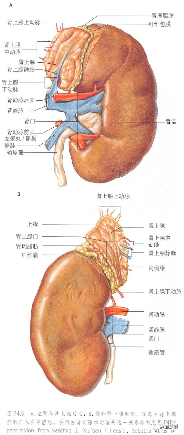 输尿管和髂血管解剖,脾胰解剖图