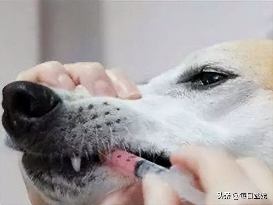 狗狗发烧怎么治疗最快最有效,狗狗发烧后腿站不起来是怎么回事