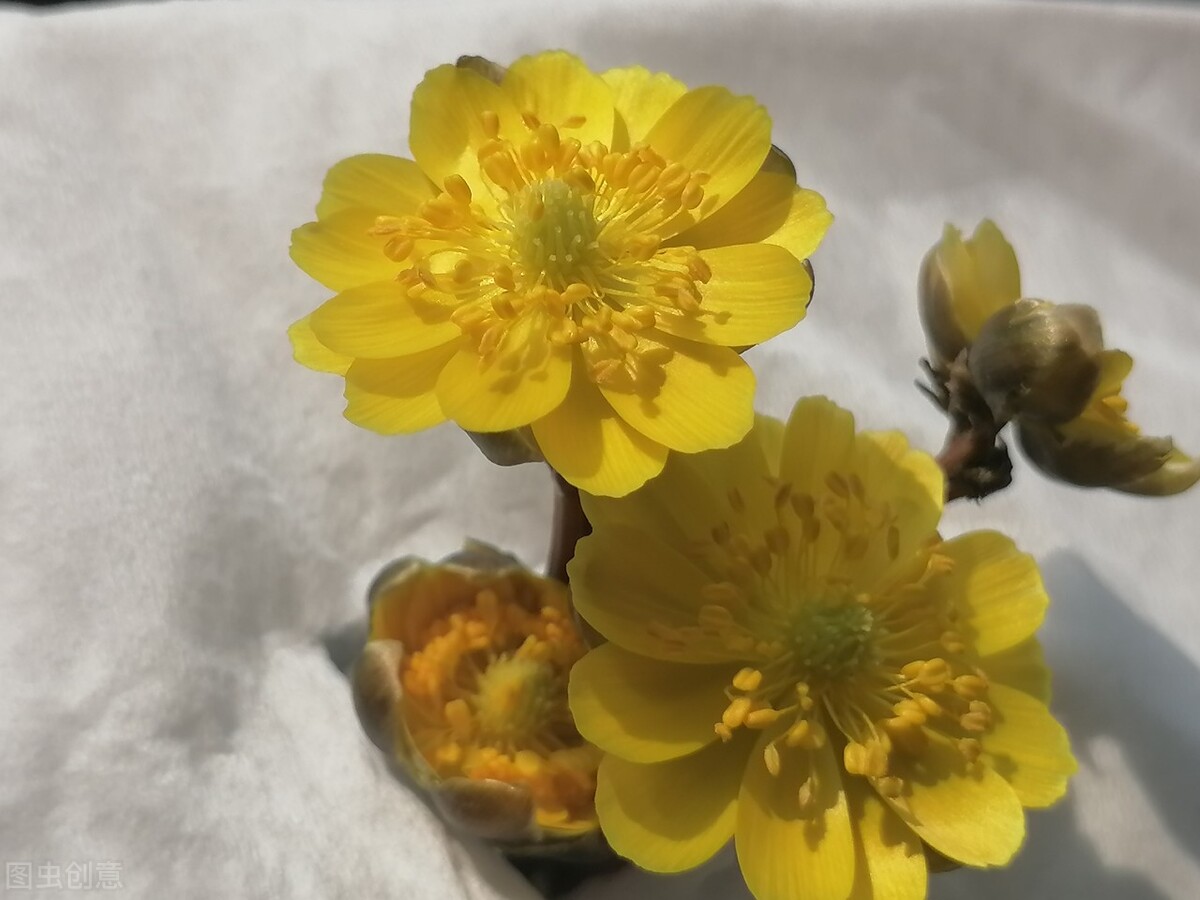 冰凌花享有林海雪莲之美称,牡丹江林海雪莲冰凌花悄然盛放