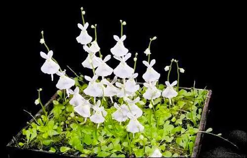 狸藻花图片大全,可爱的狸藻花图片