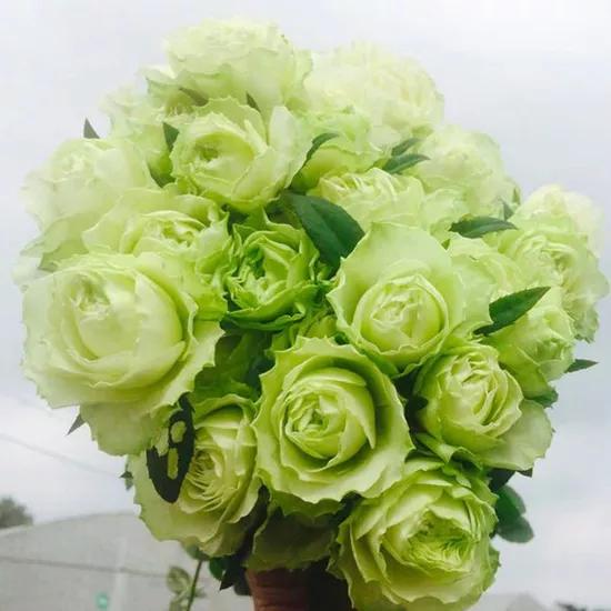 常见切花月季一览（45）