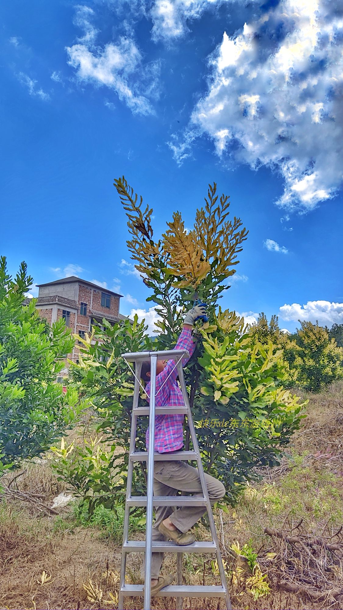 澳洲坚果采摘视频,澳洲坚果摘果