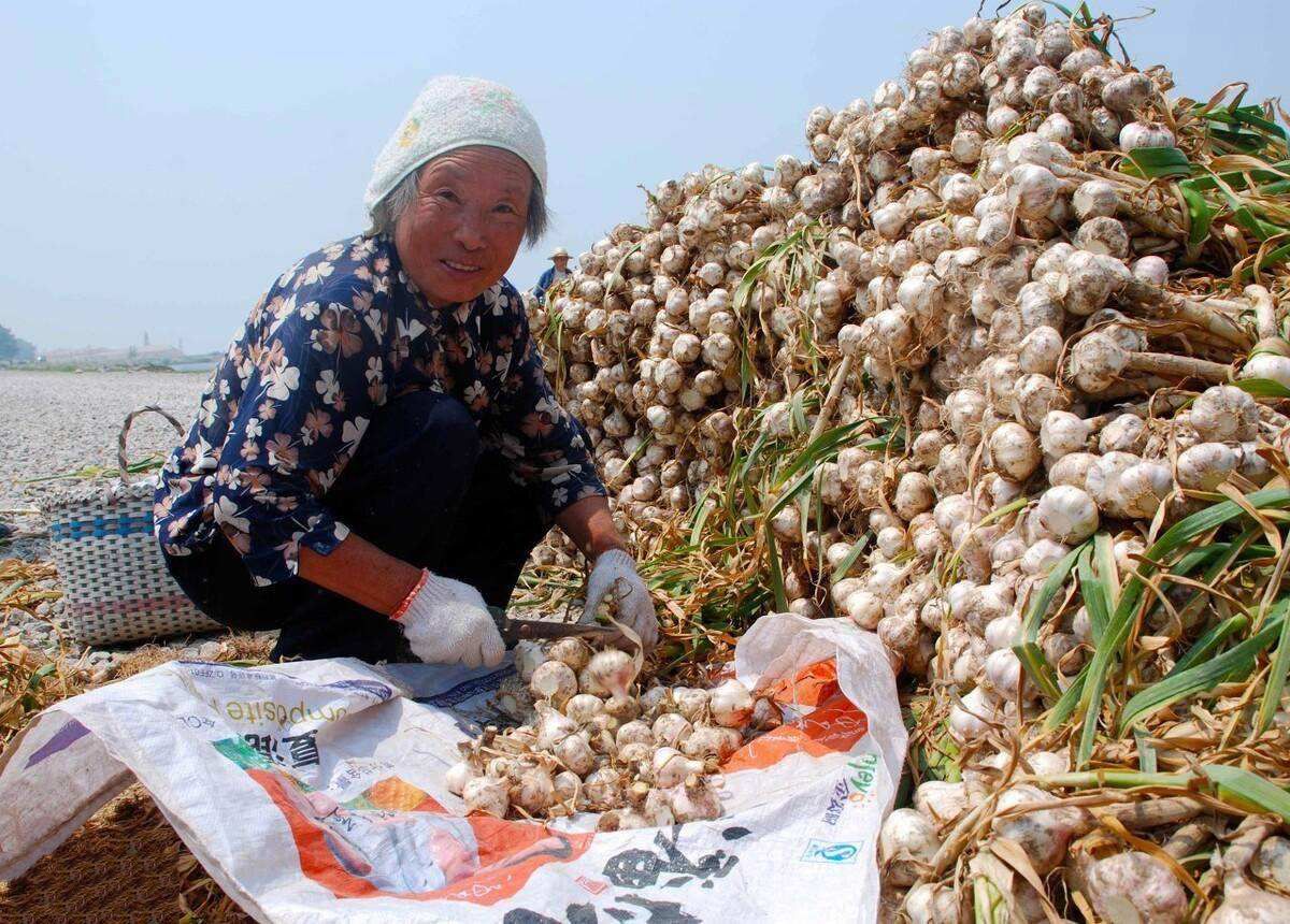 哪里的大蒜最好吃排行,哪种蒜最好吃