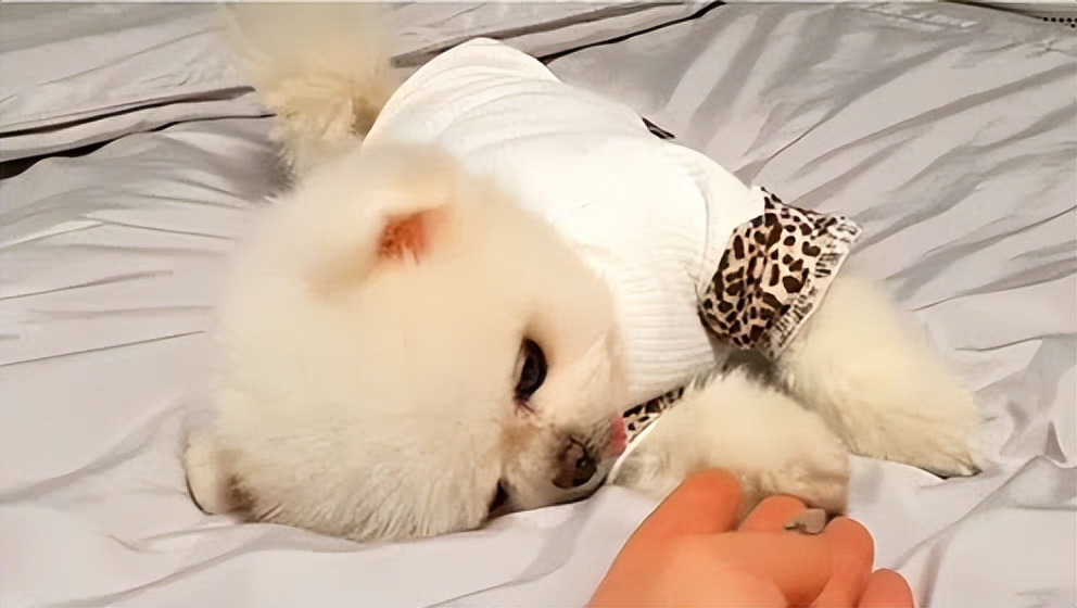 博美犬一生6大时期饲养全攻略,如何正确饲养博美犬3大注意事项