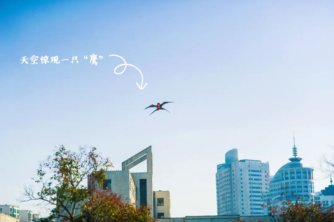 春天的天空是属于风筝的，快收藏济南这些放风筝的好地方！