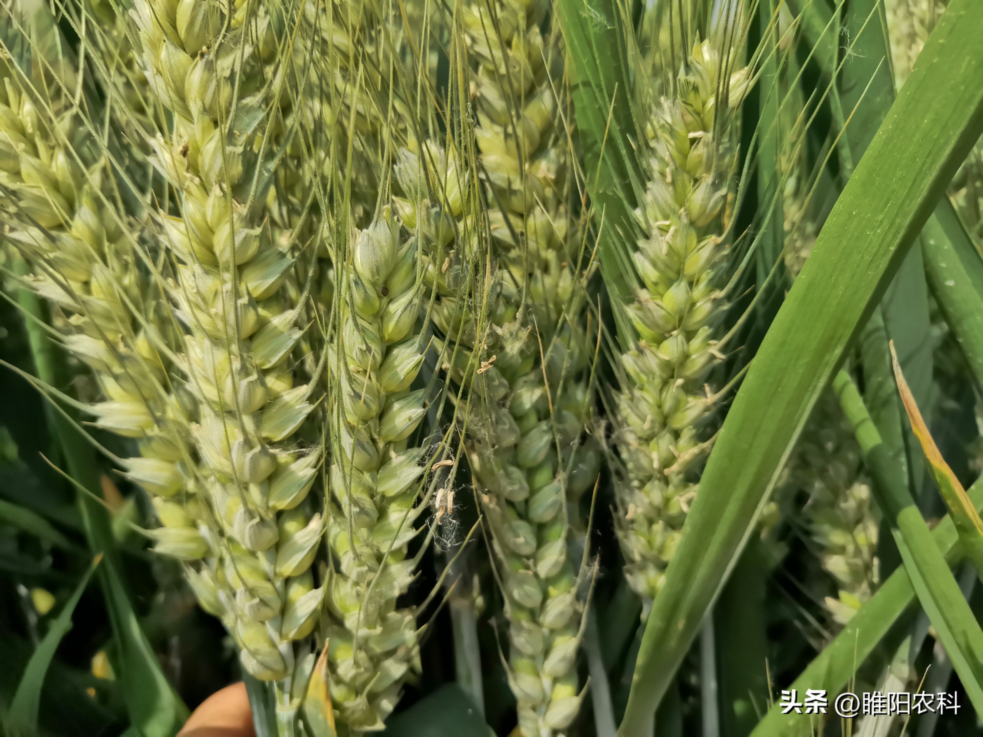 目前小麦品种排行榜,今年高产的小麦品种排行榜发布啦