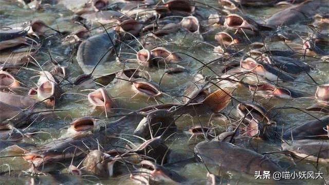 放生的鱼被抓对放生有意义吗,女子买25000斤鱼放生