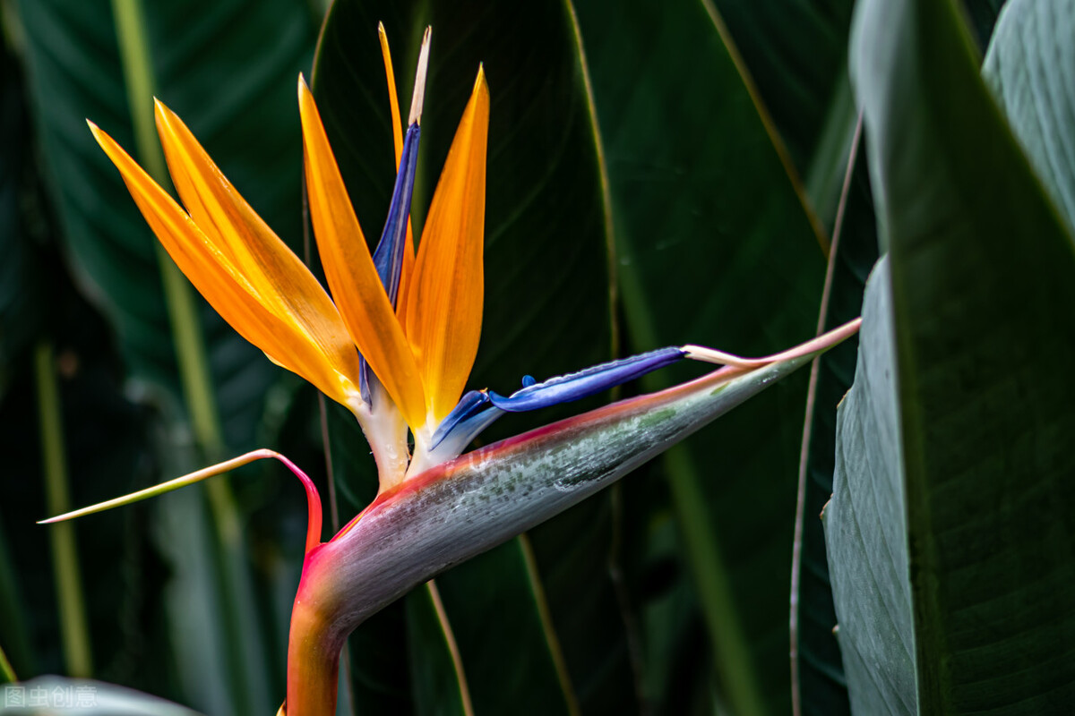 太实用了！45种常见植物养殖方法大全