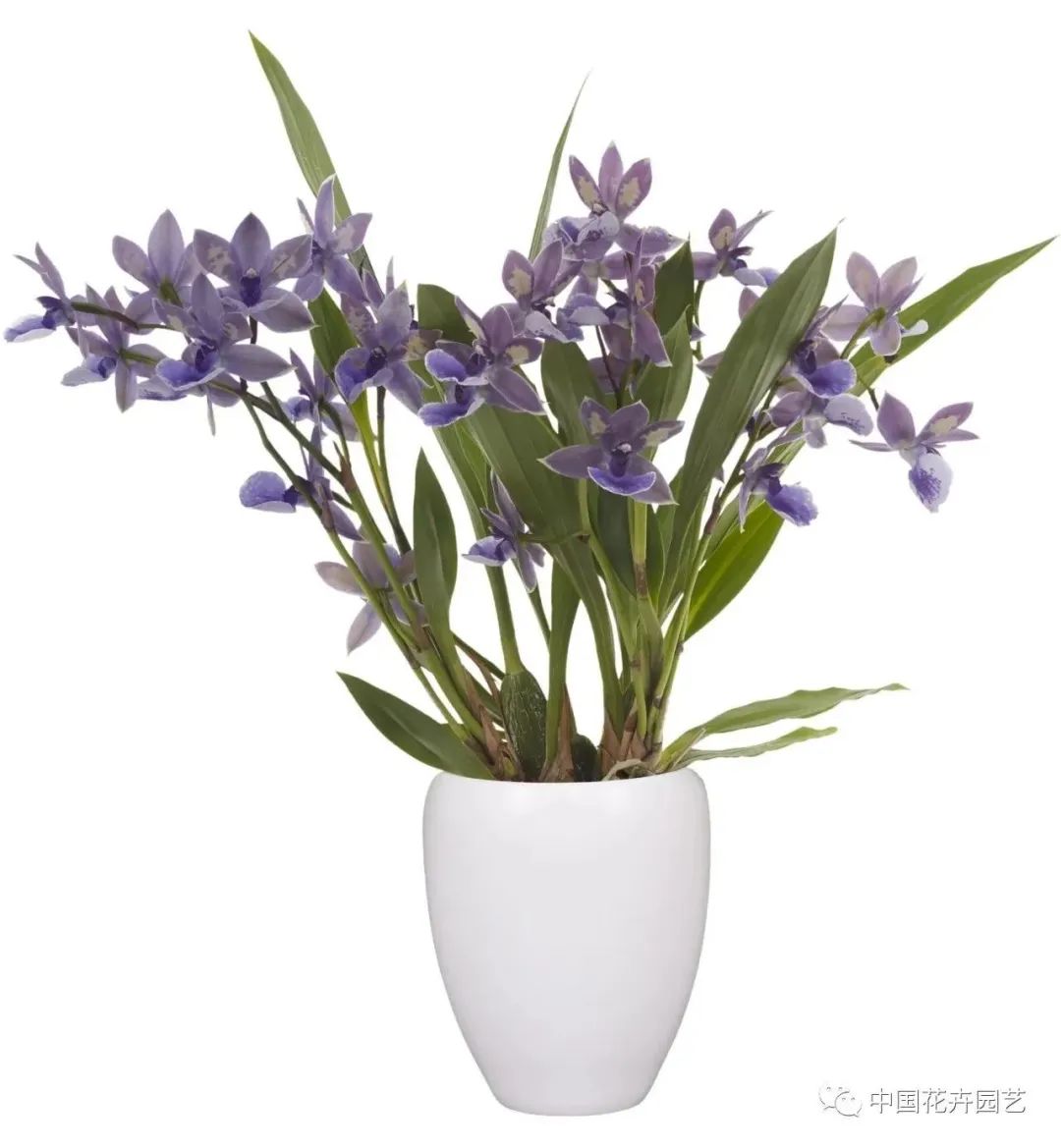 荷兰年度Glazen Tulp新奇植物奖15件产品名单公布 | 每周国际花讯