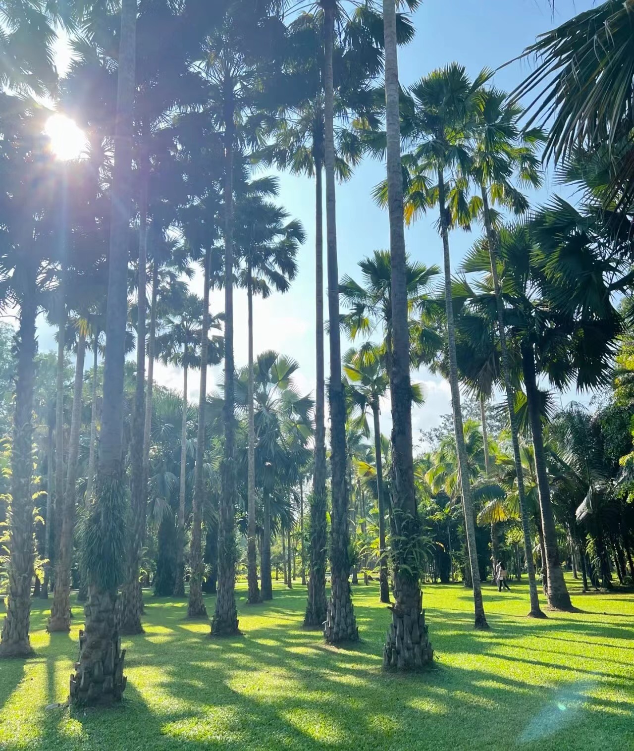 西双版纳旅游很嗨,假期放松之慢游西双版纳
