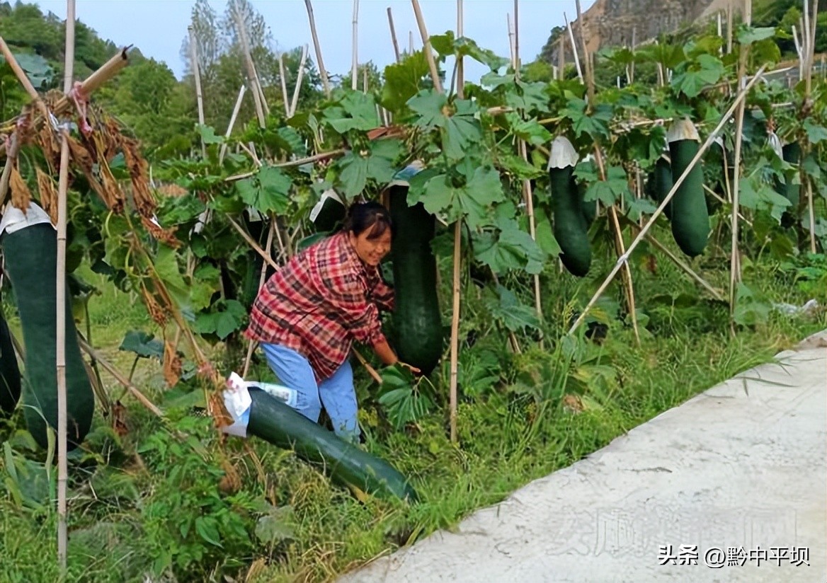 平坝区天龙镇打磨村：冬瓜丰收村民采摘忙
