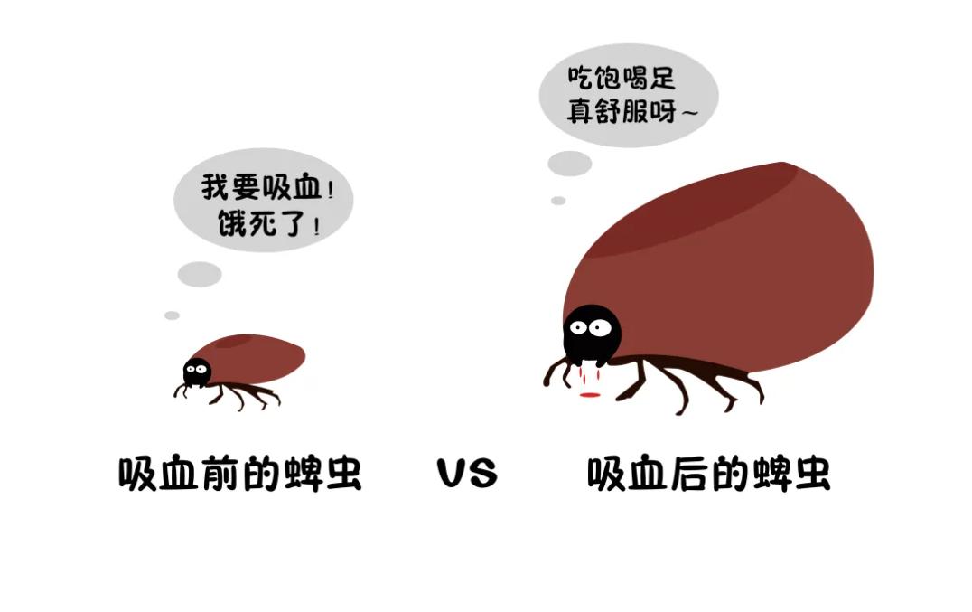 蜱虫比虱子厉害吗,怎么判断蜱虫和虱子