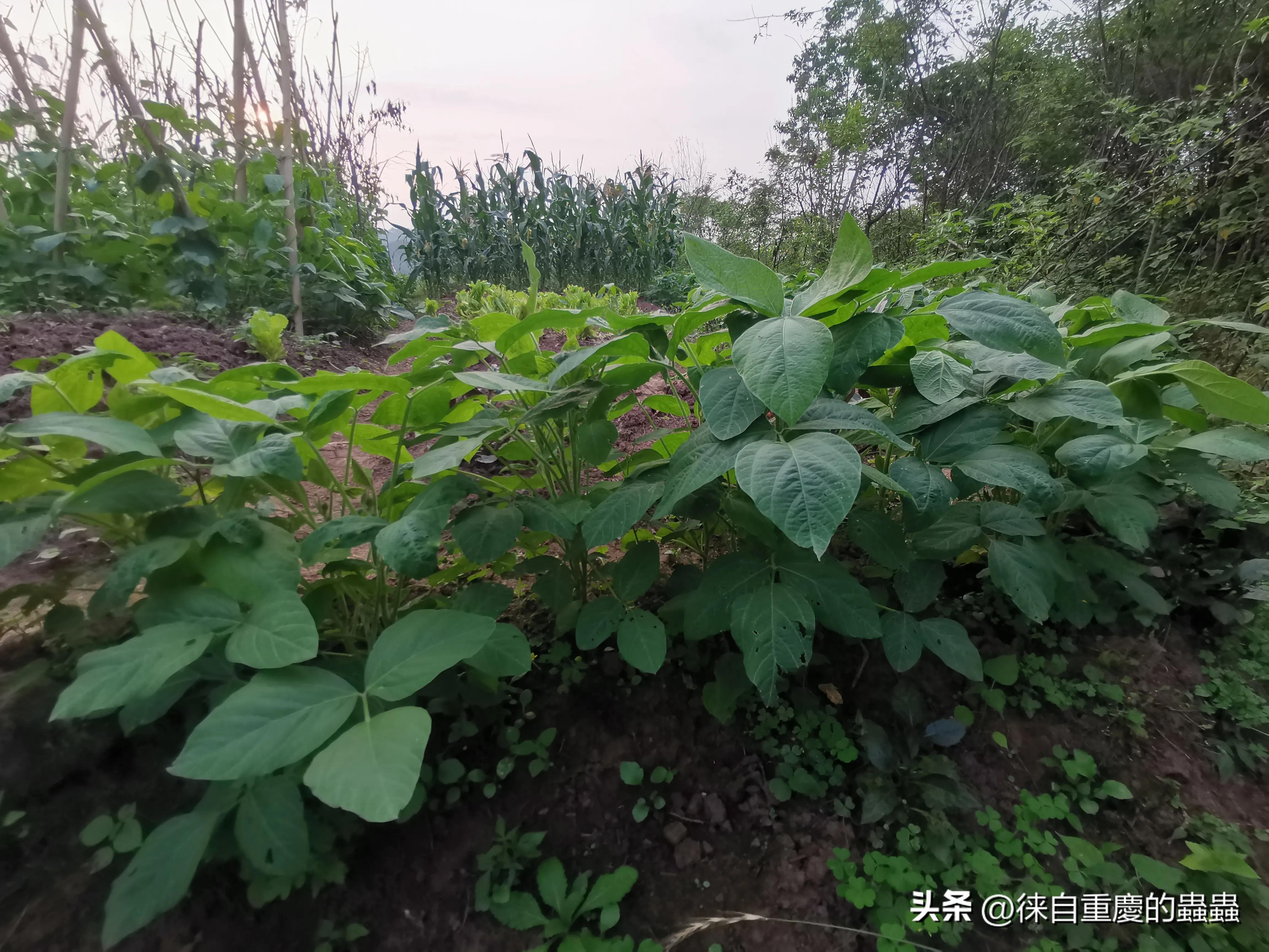 漫漫人生路——因身高矮小体育选修课成了麻烦