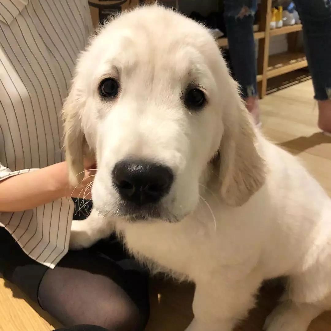 大金毛真的是太暖心了,大金毛到底有多可爱