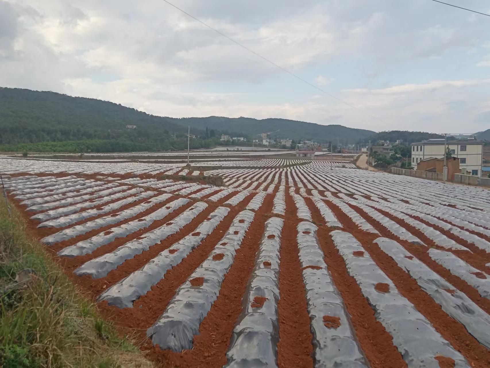 寻甸七星烤烟,在寻甸种植什么烤烟品种好