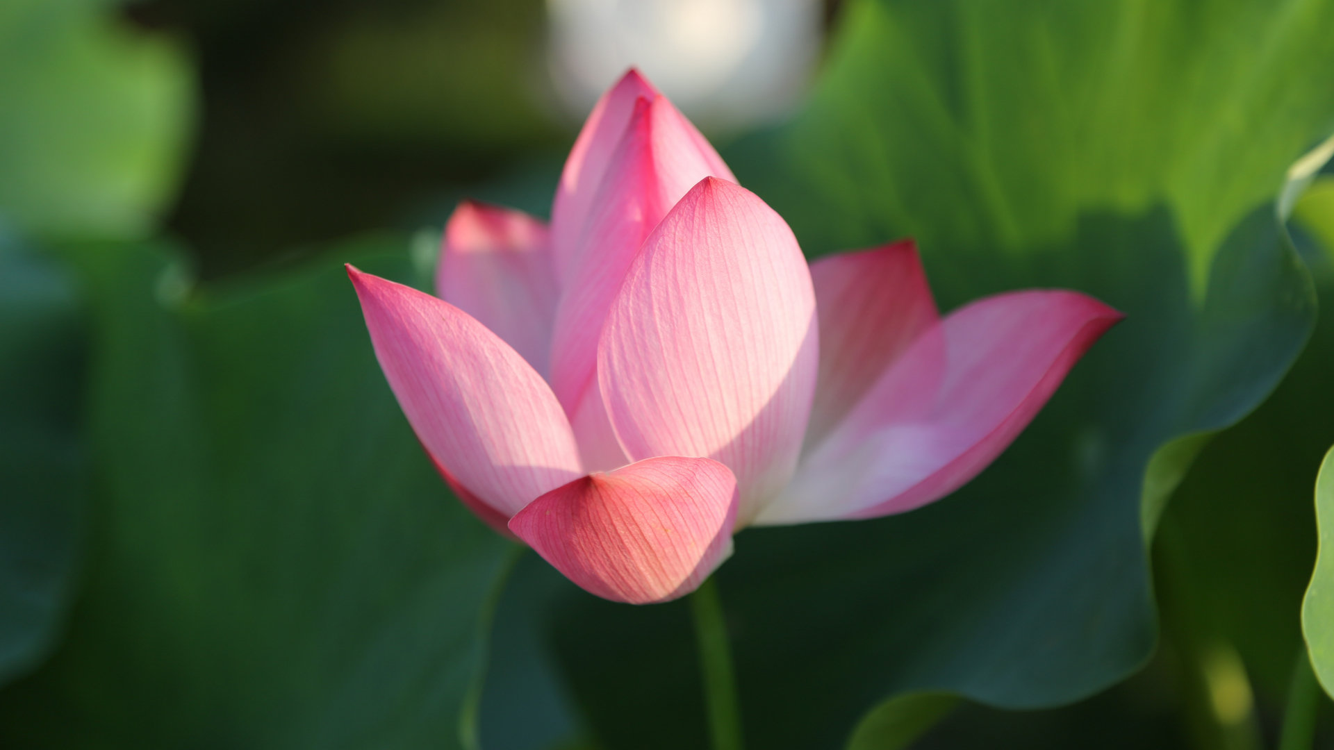 夏日荷花有多美,夏日的荷花有多美