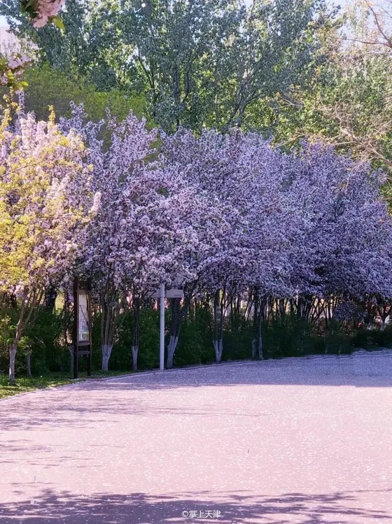 天津最好的私人公园,天津小众拍照圣地